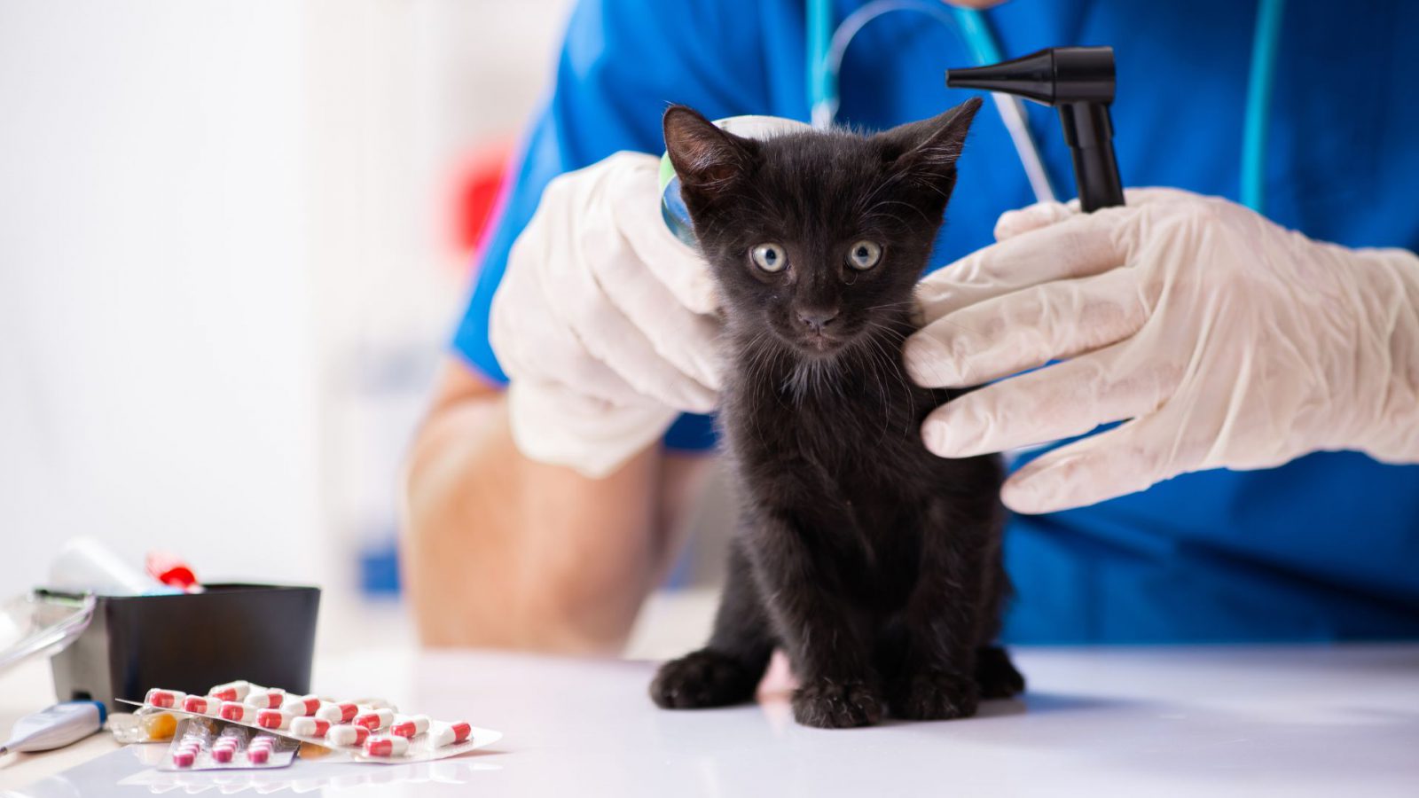 Veterinaria cuidando y protegiendo a un gato que ha sufrido lesiones